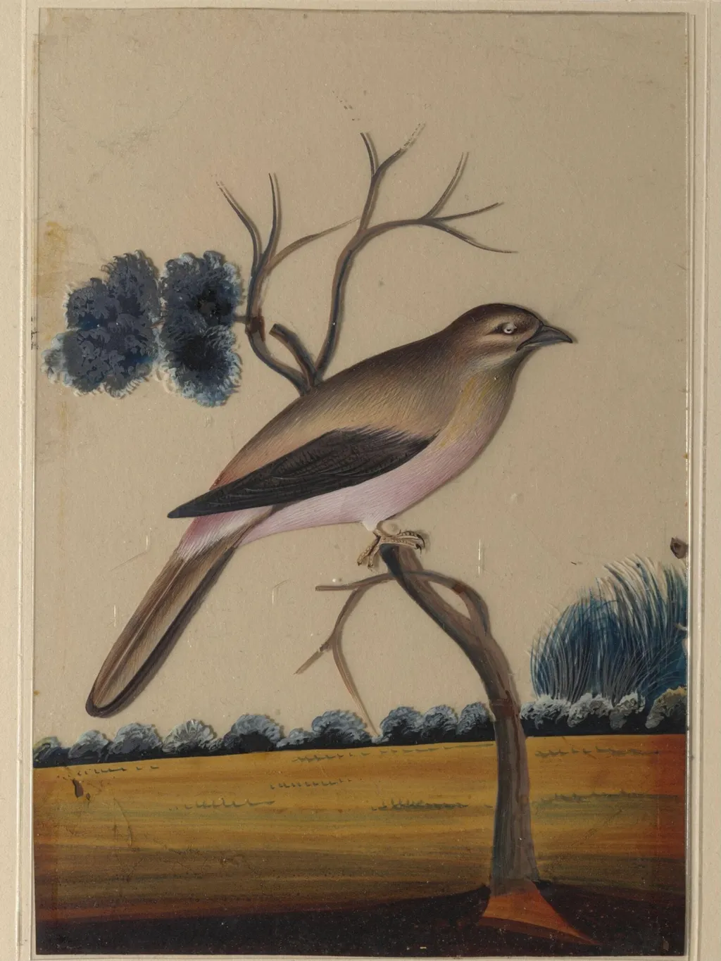 An unidentified bird, by Unknown, paint, 1850