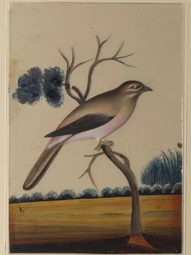 An unidentified bird, by Unknown