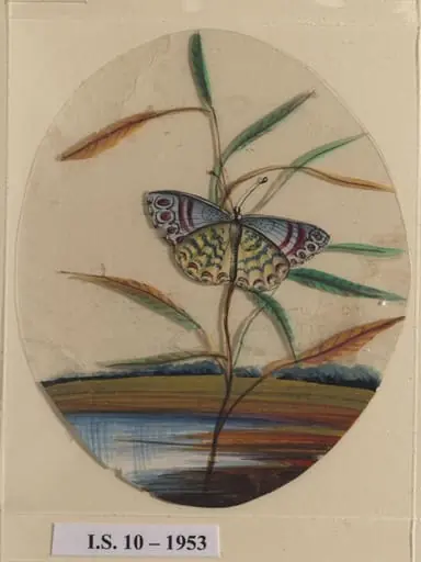 An unidentified butterfly on a leaf, by Unknown