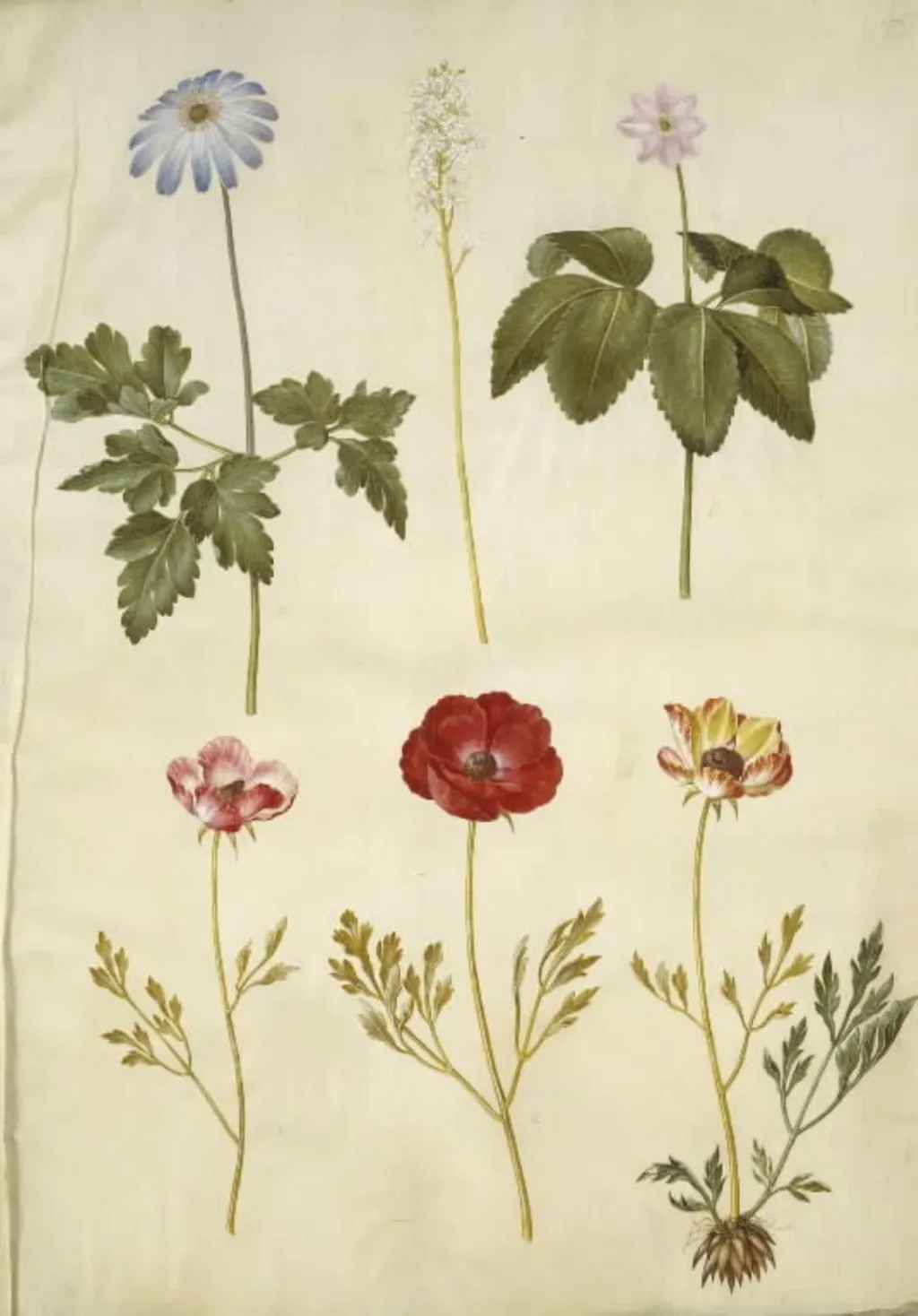 Anemone apennina (appenniner-anemone); Tiarella cordifolia (almindelig skumblomst); Anemone trifolia (trilling-anemone); Ranunculus asiaticus (have-ranunkel), by Unknown, unspecified, 1654