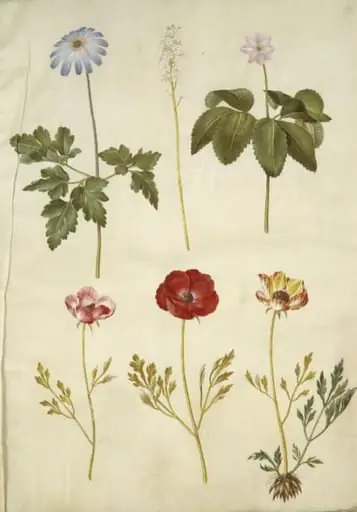 Anemone apennina (appenniner-anemone); Tiarella cordifolia (almindelig skumblomst); Anemone trifolia (trilling-anemone); Ranunculus asiaticus (have-ranunkel), by Unknown
