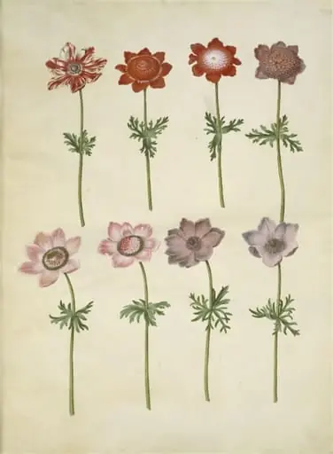 Anemone coronaria (fransk anemone), by Unknown