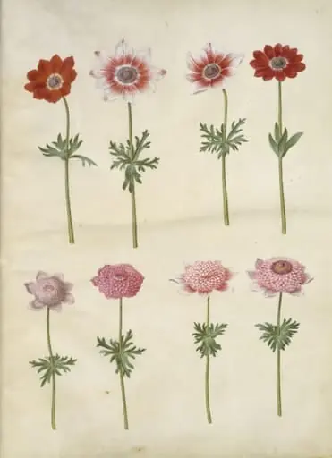 Anemone coronaria L. (fransk anemone); Anemone pavonina (påfugle-anemone), by Unknown