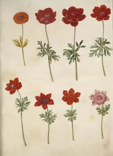 Anemone ×fulgens (skinnende anemone); Anemone coronaria (fransk anemone), by Unknown