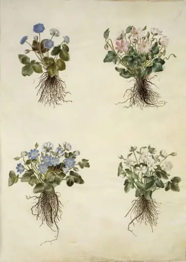 Anemone hepatica (blå anemone), by Unknown