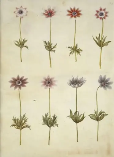 Anemone pavonina (påfugle-anemone), by Unknown