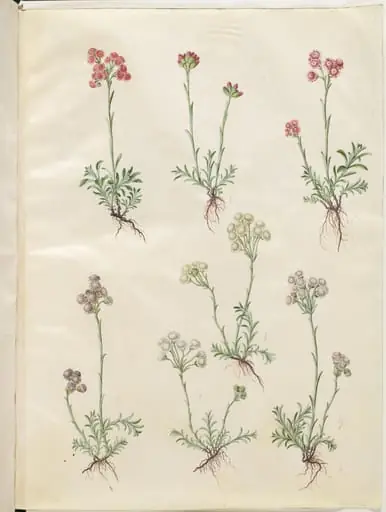 Antennaria dioica (almindelig kattefod), by Unknown