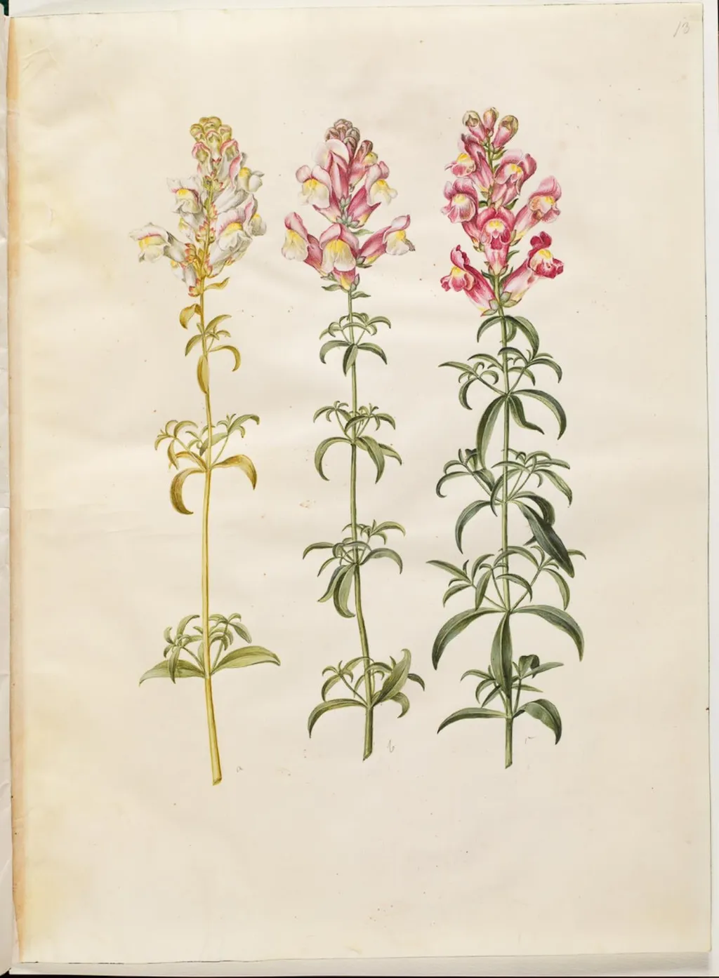 Antirrhinum majus (have-løvemund), by Unknown, unspecified, 1654