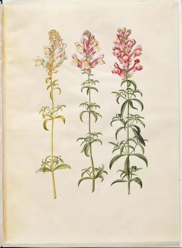 Antirrhinum majus (have-løvemund), by Unknown