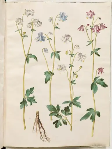 Aquilegia vulgaris (almindelig akeleje), by Unknown