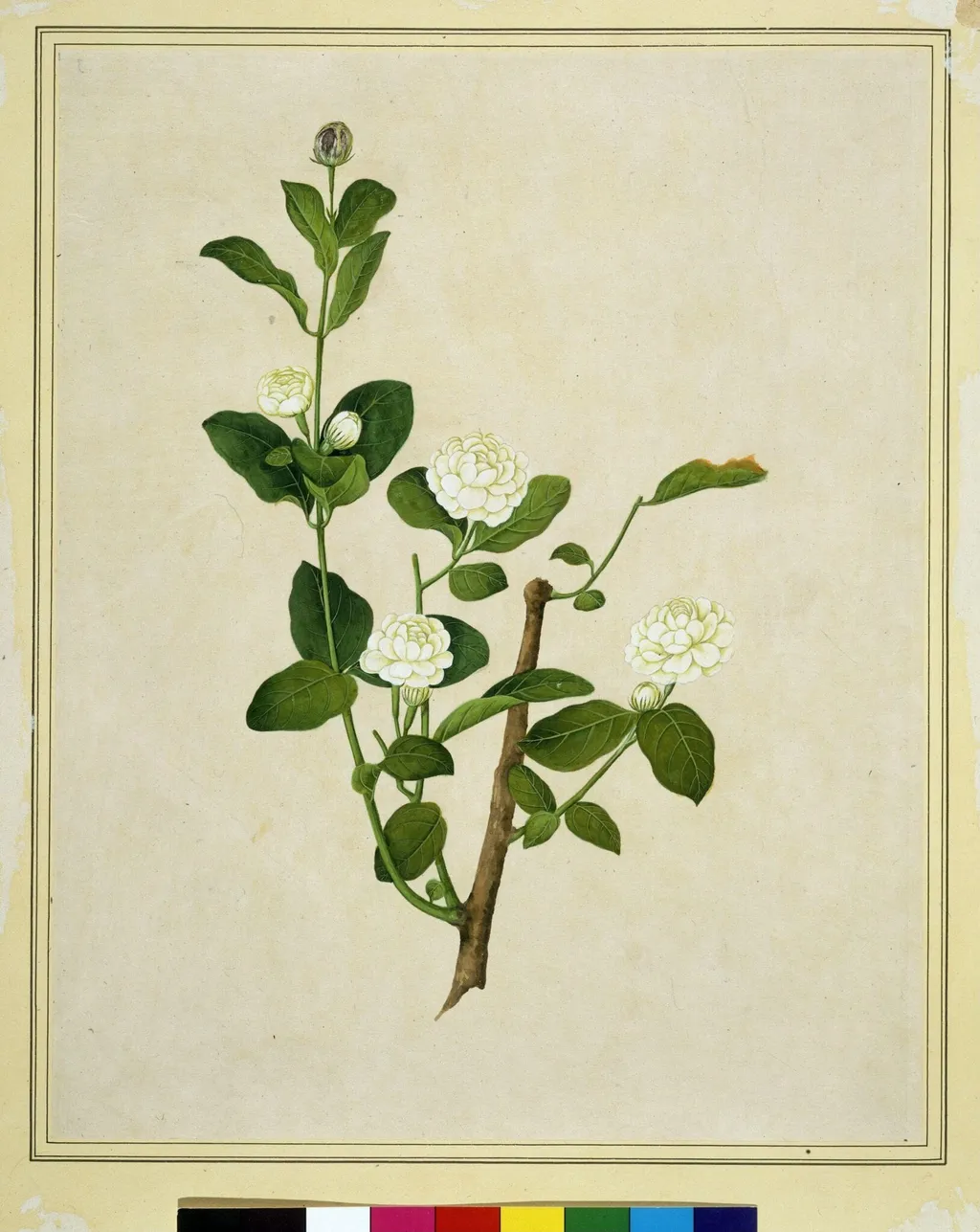 Arabian jasmine, by Unknown, paint, 1800
