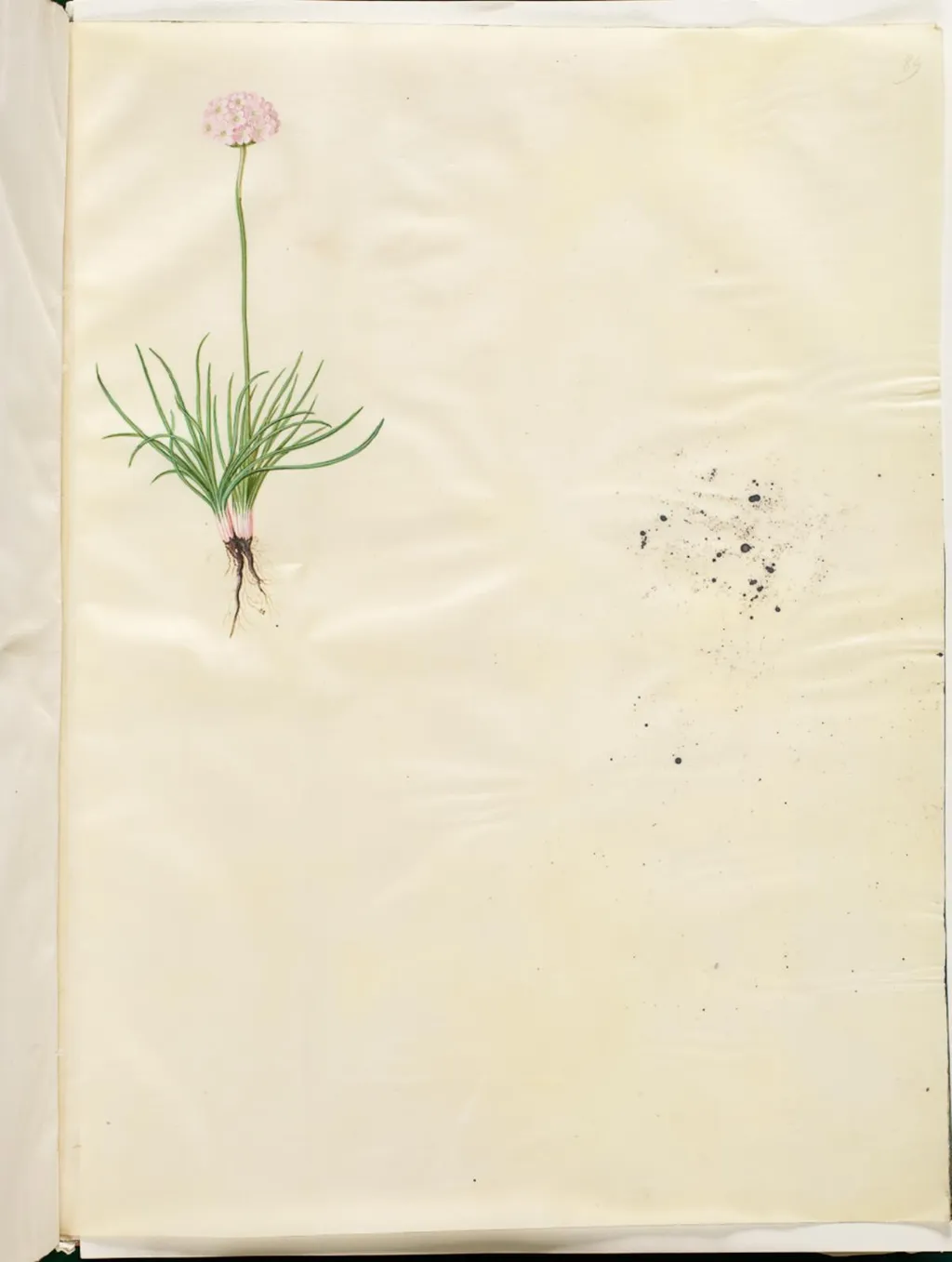 Armeria maritima (almindelig engelskgræs), by Unknown, unspecified, 1654