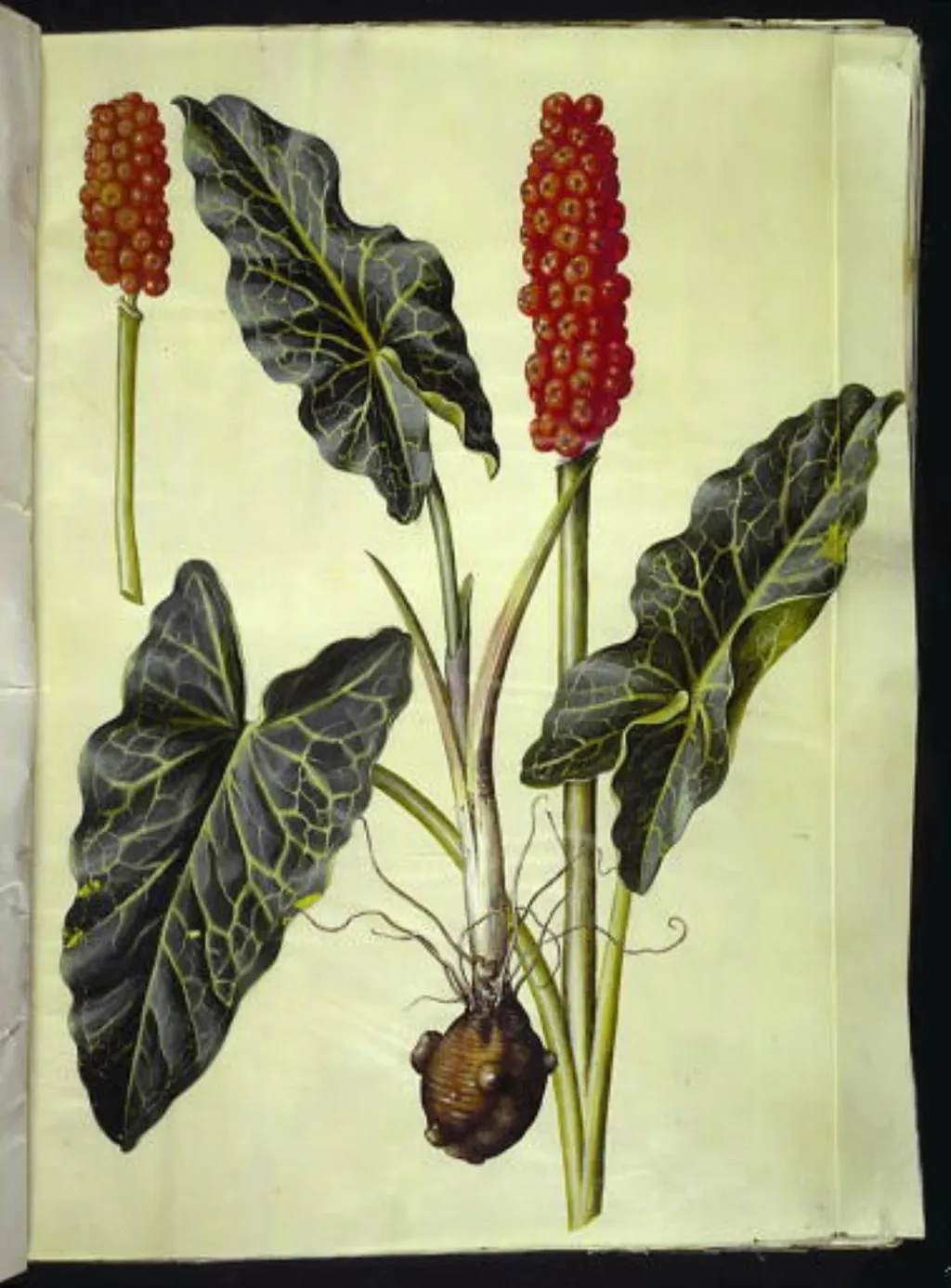 Arum italicum (italiensk arum), by Unknown, unspecified, 1654