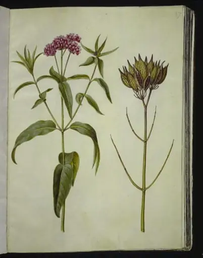 Asclepias incarnata (rosen-silkeplante), by Unknown