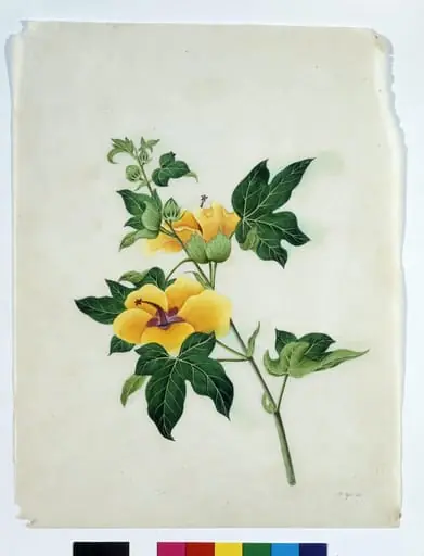 Asiatic Tree Cotton, by Unknown