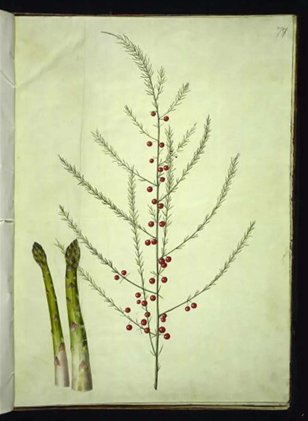 Asparagus officinalis (almindelig asparges), by Unknown, unspecified, 1654