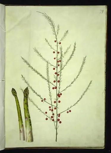 Asparagus officinalis (almindelig asparges), by Unknown