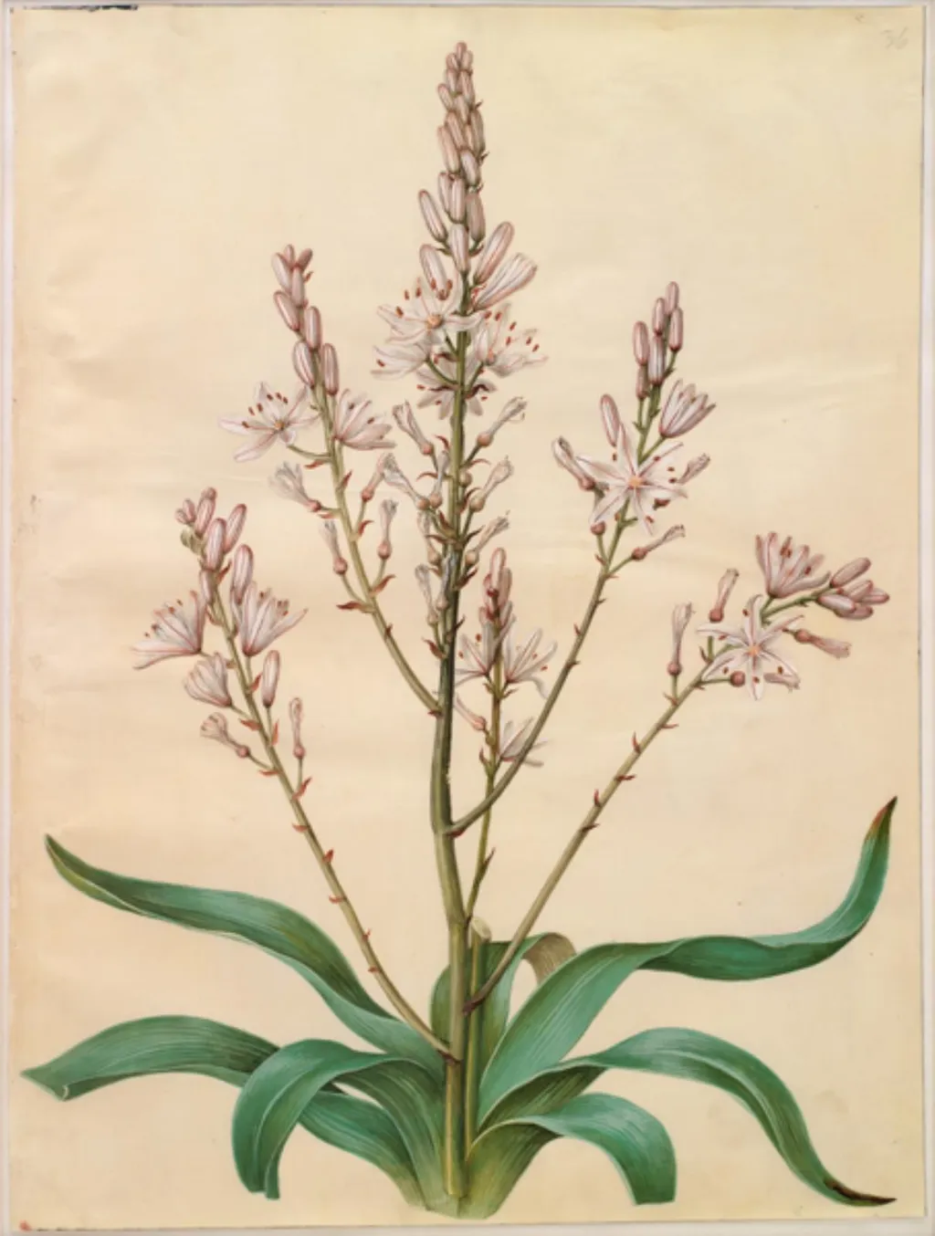Asphodelus ramosus (grenet affodil), by Unknown, unspecified, 1654