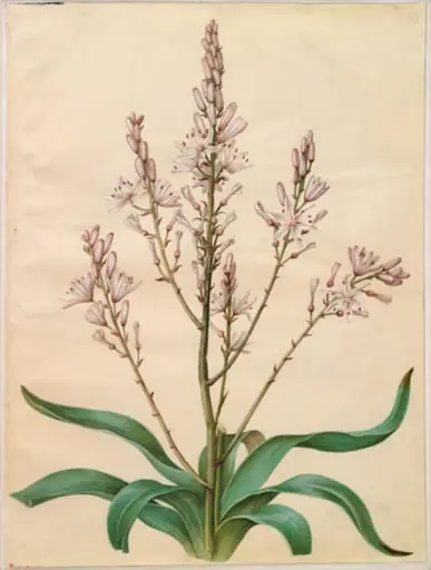 Asphodelus ramosus (grenet affodil), by Unknown
