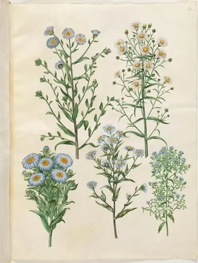Aster amellus (virgil-asters); Symphyotrichum novi-belgii (nybelgisk asters); Symphyotrichum novae-angliae (nyengelsk asters); Symphyotrichum dumosum (pude-asters); Symphyotrichum ericoides (lyng-asters), by Unknown