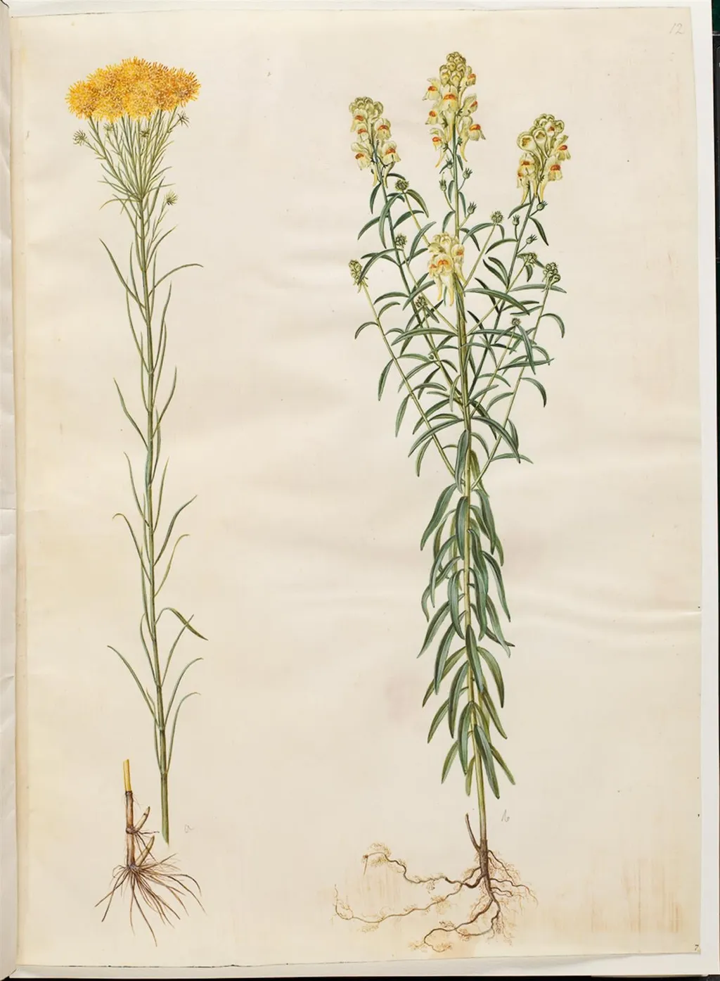 Aster linosyris (guldhår-asters); Linaria vulgaris (almindelig torskemund), by Unknown, unspecified, 1654