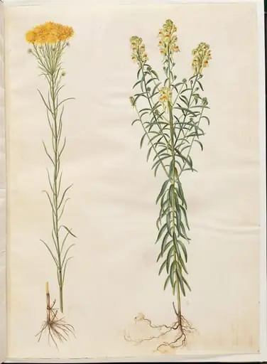 Aster linosyris (guldhår-asters); Linaria vulgaris (almindelig torskemund), by Unknown