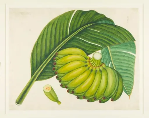 Bananas, by Unknown