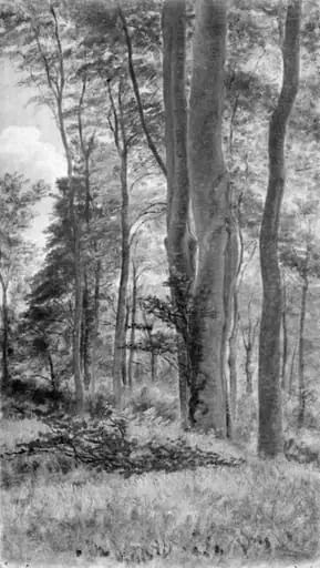 Beeches in Delhoved Forest, by Unknown