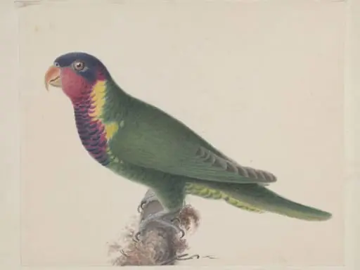 Blossom-headed parakeet, by Unknown