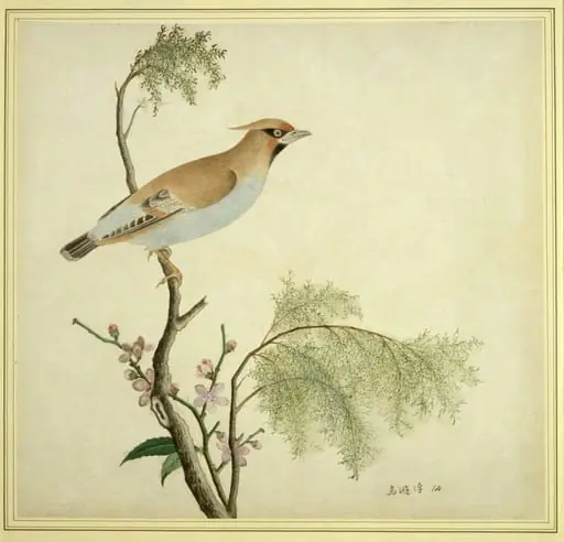 Bohemian Waxwing, by Unknown
