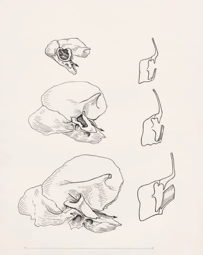 Bone structure relating to the human throat, by Unknown