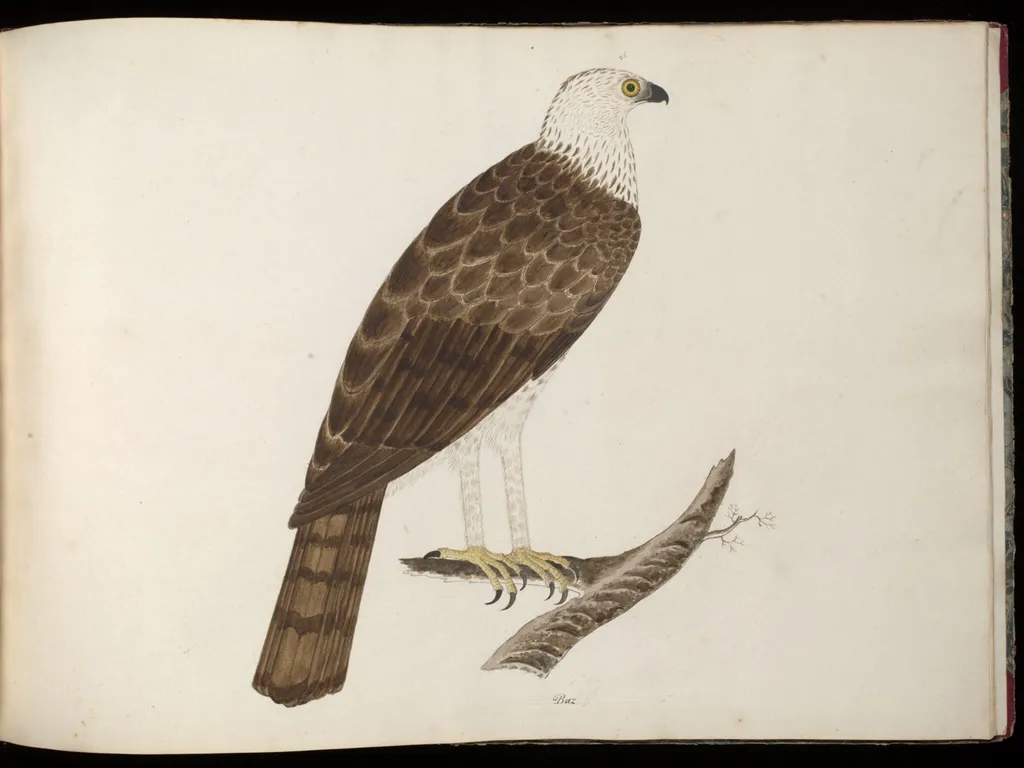 Booted eagle, by Unknown, paint, 1826
