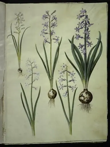Brimeura amethystina (pyrenæisk hyacint); Hyacinthus orientalis (almindelig hyacint), by Unknown