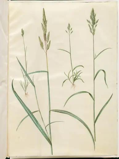 Bromus hordeaceus (blød hejre); Phalaris arundinacea (stribegræs), by Unknown, 1654