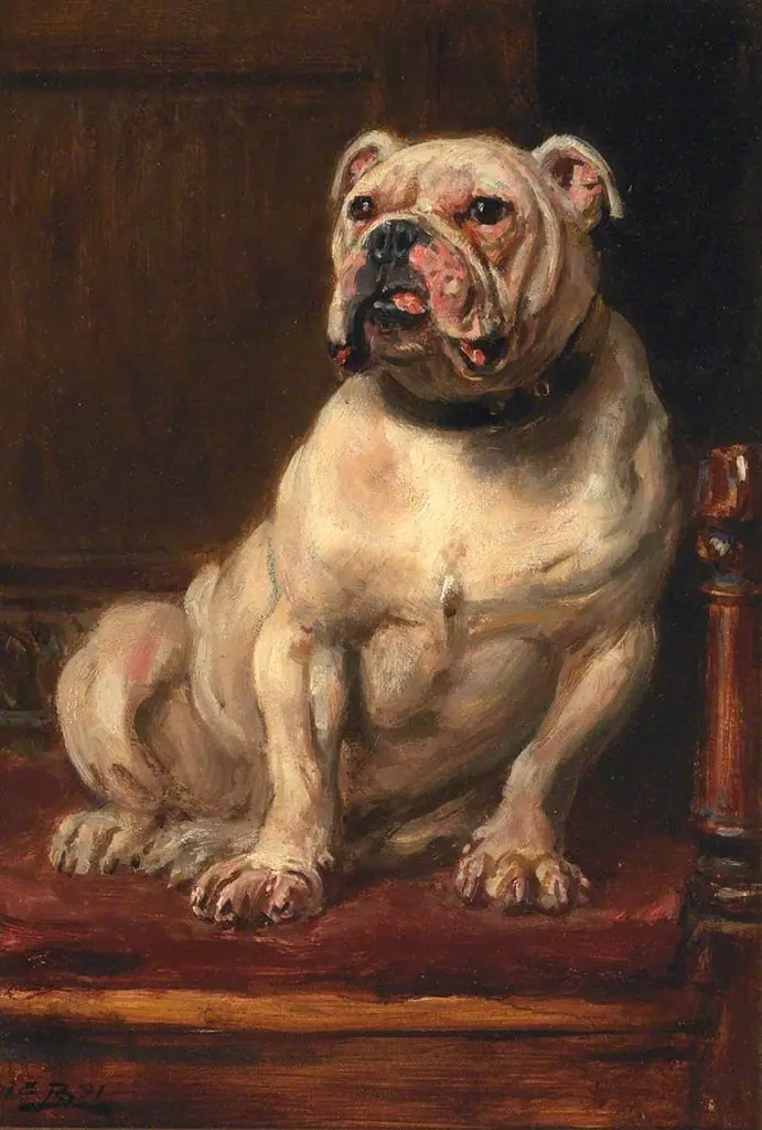 Bulldog, by Unknown