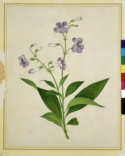 Bush thunbergia, by Unknown