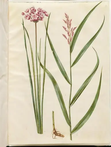 Butomus umbellatus (brudelys); Phragmites australis (almindelig tagrør), by Unknown