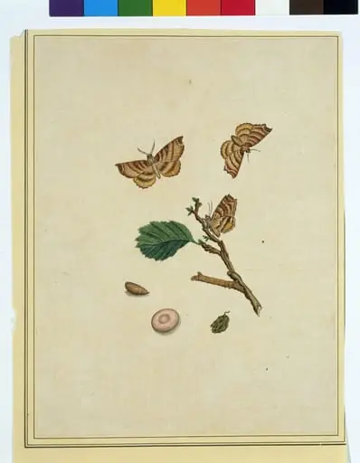 Butterflies, by Unknown