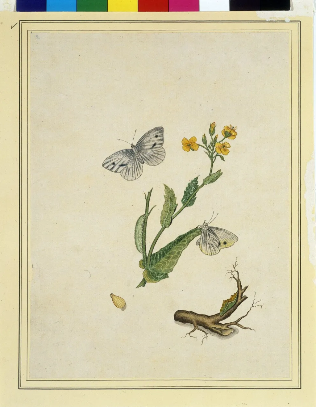 Cabbage worms, by Unknown, paint, 1800