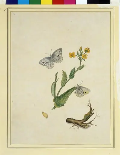 Cabbage worms, by Unknown