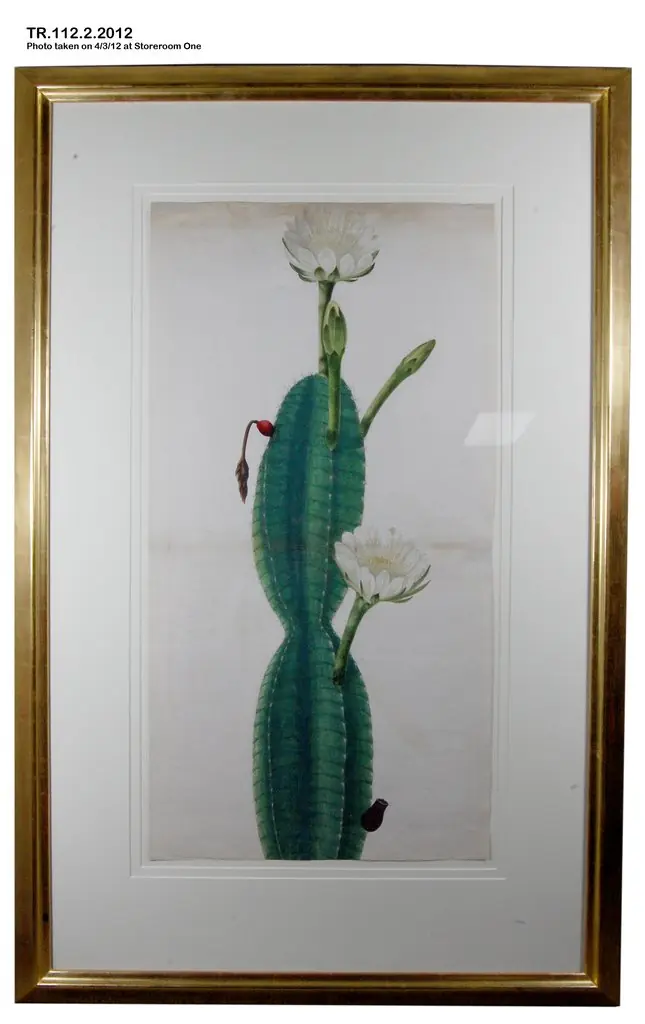 Cactus Plant in Flower, by Unknown, 1800