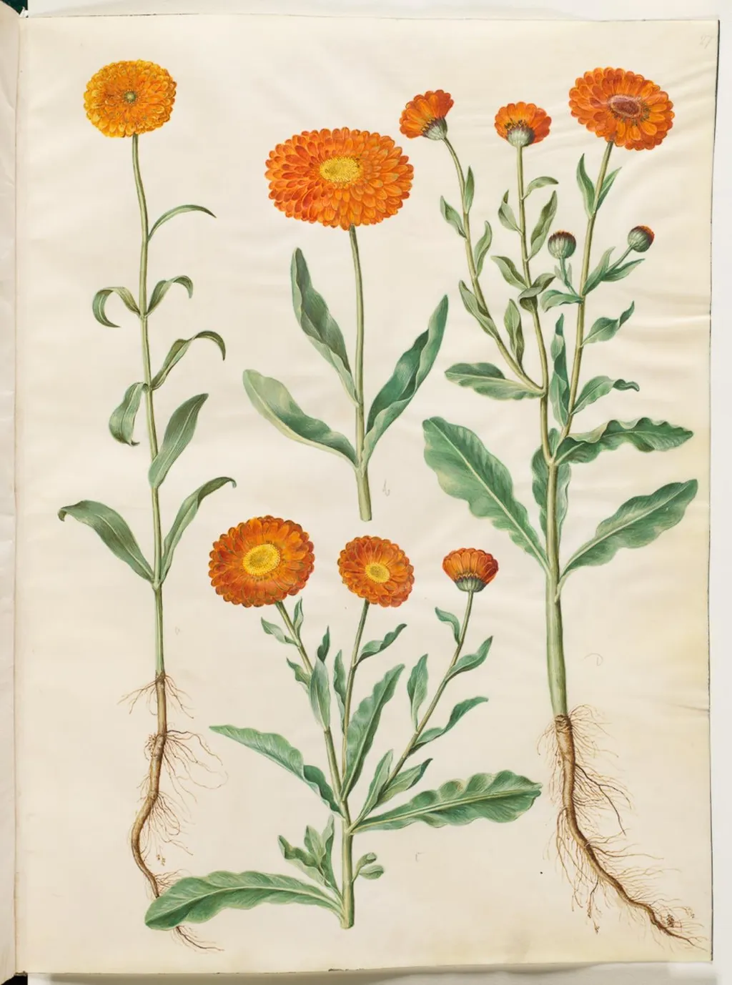 Calendula officinalis (have-morgenfrue), by Unknown, unspecified, 1654