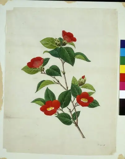 Camellia, by Unknown