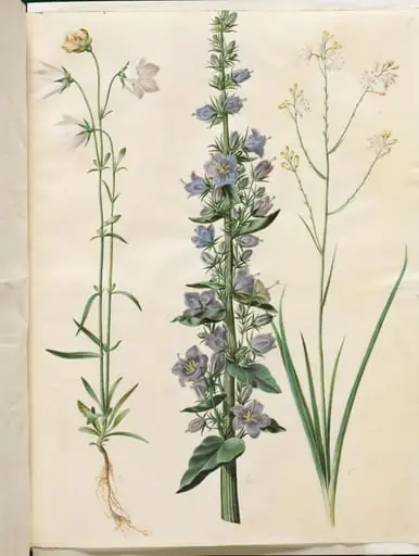 Campanula persicifolia (smalbladet klokke); Campanula pyramidalis (pyramide-klokke); Anthericum ramosum (grenet edderkopurt), by Unknown