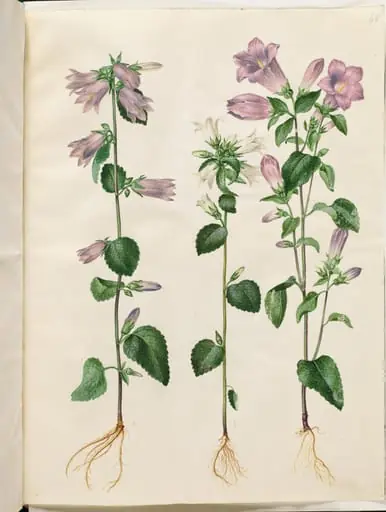 Campanula trachelium (nælde-klokke); Campanula medium (marie-klokke), by Unknown