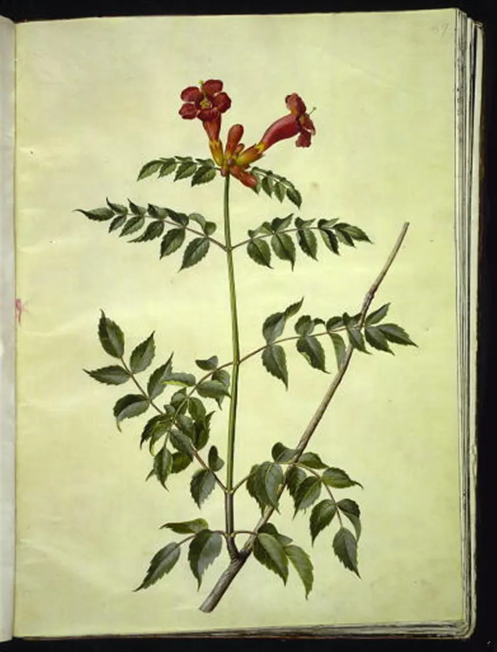 Campsis radicans (almindelig trompetblomst), by Unknown, unspecified, 1654