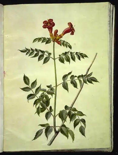 Campsis radicans (almindelig trompetblomst), by Unknown