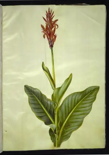 Canna indica (spiselig kanna), by Unknown