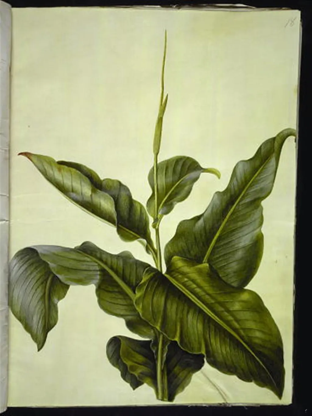 Canna (kanna), by Unknown, unspecified, 1654