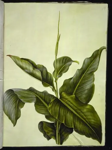 Canna (kanna), by Unknown